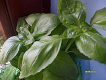 Fot. pwyso, sos do pizzy