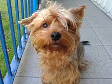 Fot. gosiaw70, Mój Gucio