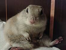 Fot. gosiaw70, A oto...suseł:)