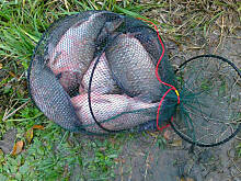 Fot. Mama - Różyczki, Połów mojego połówka:)