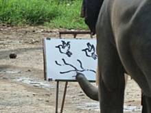 Fot. Mama AZK, słoniowe obrazy...