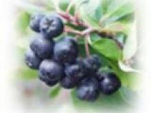 Fot. marta998, Likier z aronii