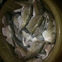 pulpeciki rybne w occie