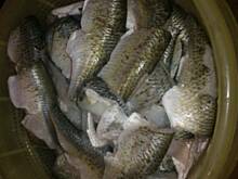 Fot. Wróbelek, pulpeciki rybne w occie