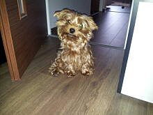 Fot. gosiaw70, Znowu Gucio