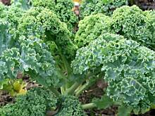 Fot. majolika, Jarmuż  tradycyjny