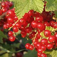 Nalewka z czerwonej porzeczki