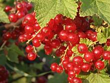 Fot. BOŻENA, Nalewka z czerwonej porzeczki