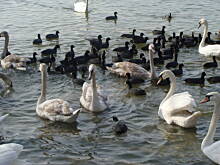 Fot. bahus, Co to za ptak?