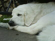 Fot. Dżanina Fonda, Najwspanialsza galeria naszych najwspanialszych zwierząt