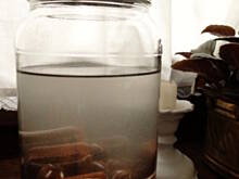 Fot. IgaZet, Likierek kukułkowy