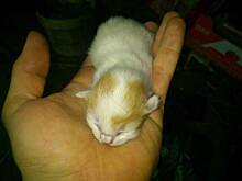 Fot. monia3, Szukam domu dla kotków