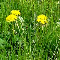 Mniszkowych wariacji część kolejna