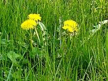 Fot. majolika, Mniszkowych wariacji część kolejna