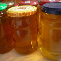 syrop z mleczy z mniszka lekarskiego