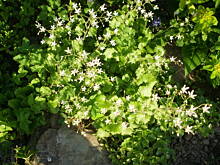 Fot. Zuzanna248, Co to za kwiat?