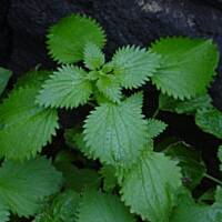 Barszcz zielony(wiosenny)