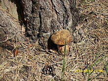 Fot. basiaaa1, wizyta w lesie