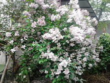 Fot. Dżanina Fonda, Cóż to jest?