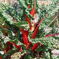 Boćwina z serem i grzankami