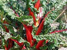 Fot. majolika, Boćwina z serem i grzankami