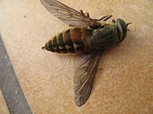 Fot. monia7301, Co to za owad ?