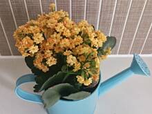 Fot. Monia1805, Co to za kwiatek