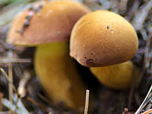 Fot. abidiasz, Nie ma grzybów...