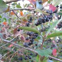 Aroniówka - nalewka z aronii