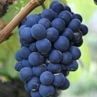 Marynowane winogrona