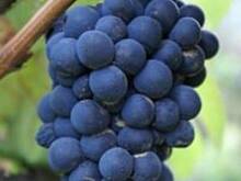 Fot. basiaaa, Marynowane winogrona