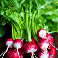 Marynowane rzodkiewki