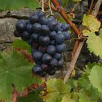 Winogrona w spirytusie