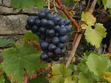 Fot. basiaaa, Winogrona w spirytusie