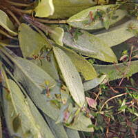 Syrop Tymiankowy na kaszel