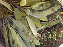 Fot. iwciaG, Syrop Tymiankowy na kaszel