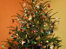 Fot. Wkn, Jak wybierać choinkę