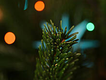 Fot. Wkn, Jak rozpoznać klasę jodły przeznaczonej na choinkę?