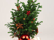 Fot. Wkn, Jak zrobić i ozdobić cyprysikowy stroik w filiżance?