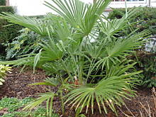 Fot. megi65, Moja zima 