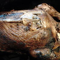 Pieczona gęś z czubrycą i jabłkami - w wielkim uproszczeniu