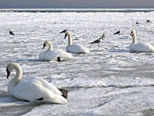 Fot. Wkn, Zadbaj zimą o pełny ptasi brzuszek