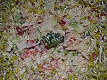 Fot. Duusiak, Sałatka z brązowym ryżem i brokułem