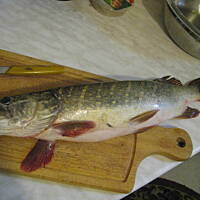 szczupak z pieczarkami