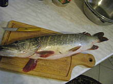 Fot. doalda, szczupak z pieczarkami