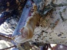 Fot. Mama AZK, dwie chore rośliny ogrodowe....