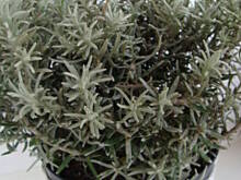 Fot. bahus, Co to za zioło?