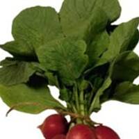 Pesto z liści rzodkiewki