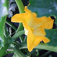 Smażone kwiaty cukinii lub kabaczka