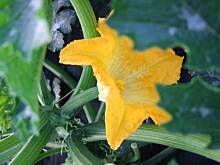 Fot. majolika, Smażone kwiaty cukinii lub kabaczka